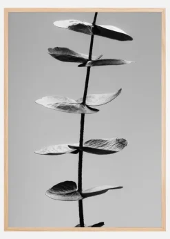 Eucalyptus Bw Plakat (21x29.7 cm (A4))