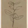 Eucalyptus Sapling Plakat (21x29.7 cm (A4))
