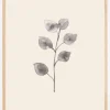 Eucalyptus Twig Plakat (21x29.7 cm (A4))