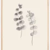 Eucalyptus Twigs Plakat (21x29.7 cm (A4))