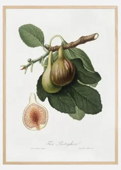 Figs Plakat (21x29.7 cm (A4))