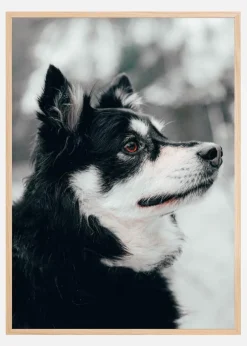 Finnish Lapphund Plakat (21x29.7 cm (A4))