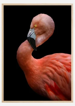 Flamingo at night Plakat (21x29.7 cm (A4))