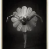 Floral Ballet Plakat (21x29.7 cm (A4))