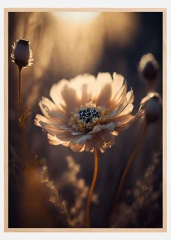 Flower in Morning Sun Plakat (21x29.7 cm (A4))