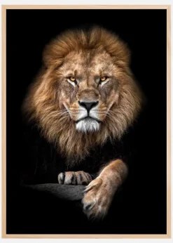 Focused Lion Color Plakat (21x29.7 cm (A4))