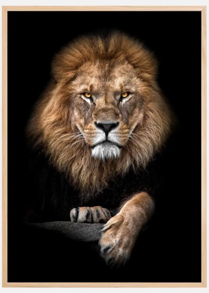 Focused Lion Color Plakat (21x29.7 cm (A4))