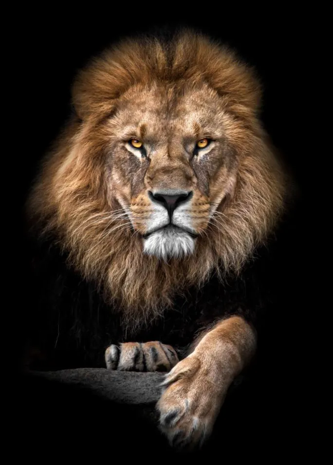 Focused Lion Color Plakat (21x29.7 cm (A4))