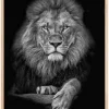 Focused lion Plakat (21x29.7 cm (A4))