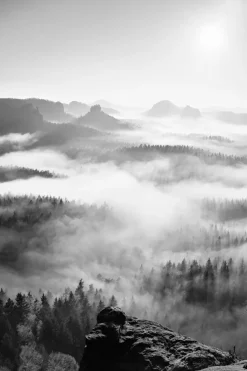 Foggy Forest Black & White I - 50x70 cm Plakat