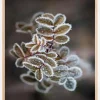 Frosty rose petals Plakat (21x29.7 cm (A4))