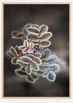 Frosty rose petals Plakat (21x29.7 cm (A4))