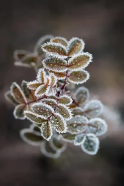 Frosty rose petals Plakat (21x29.7 cm (A4))