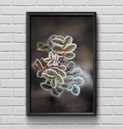 Frosty rose petals Plakat (21x29.7 cm (A4))