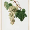 Grapes I Plakat (21x29.7 cm (A4))