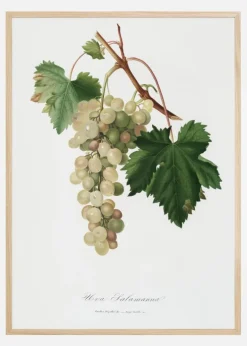 Grapes I Plakat (21x29.7 cm (A4))