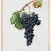 Grapes Plakat (21x29.7 cm (A4))