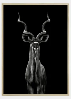 Greater Kudu Plakat (21x29.7 cm (A4))