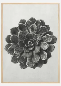 Grey Flower II Plakat (21x29.7 cm (A4))