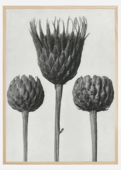 Grey Flower IV Plakat (21x29.7 cm (A4))