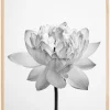Grey flower Plakat (21x29.7 cm (A4))