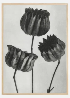 Grey Flower V Plakat (21x29.7 cm (A4))