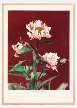 HAbrdaceous Peony no2 Plakat (21x29.7 cm (A4))