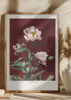 HAbrdaceous Peony no2 Plakat (21x29.7 cm (A4))