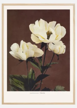 Habrdaceous Peony Plakat (21x29.7 cm (A4))