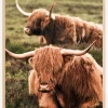 Highland Cattle Plakat (21x29.7 cm (A4))
