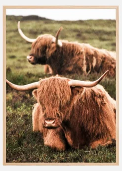 Highland Cattle Plakat (21x29.7 cm (A4))