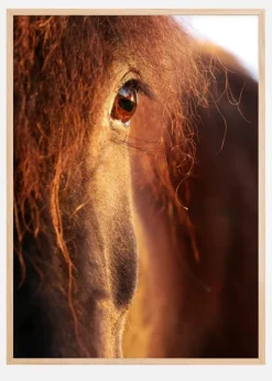 Horse sunset Plakat (21x29.7 cm (A4))