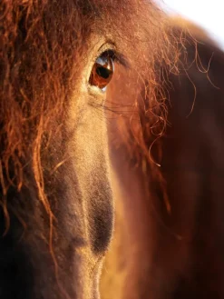 Horse sunset Plakat (21x29.7 cm (A4))