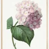 Hydrangea Macrophylla Plakat (21x29.7 cm (A4))