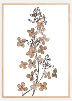 Hydrangea Paniculata Plakat (21x29.7 cm (A4))