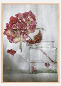 Hydrangea Plakat (21x29.7 cm (A4))