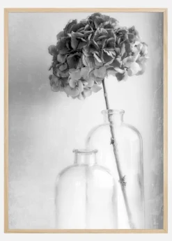 Hydrangea Plakat (21x29.7 cm (A4))