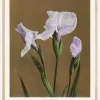 Iris Kabmpferi no2 Plakat (21x29.7 cm (A4))
