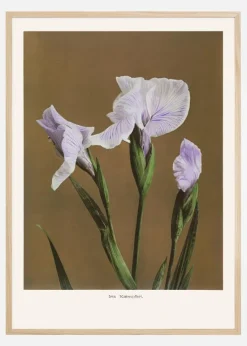 Iris Kabmpferi no2 Plakat (21x29.7 cm (A4))