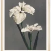 Iris Kabmpferi Plakat (21x29.7 cm (A4))