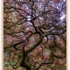 Japanese Maple Tree Plakat (21x29.7 cm (A4))