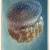 Jellyfish Phylorhiza punctata Plakat (21x29.7 cm (A4))