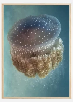 Jellyfish Phylorhiza punctata Plakat (21x29.7 cm (A4))