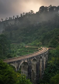 Jungle train rails Plakat (21x29.7 cm (A4))