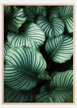 Kalatea Plakat (21x29.7 cm (A4))