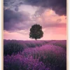 Lavender Fields Plakat (21x29.7 cm (A4))