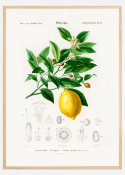 Lemon (citrus Limonium) Plakat (21x29.7 cm (A4))