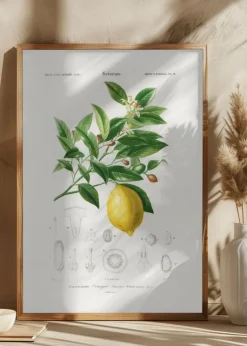 Lemon (citrus Limonium) Plakat (21x29.7 cm (A4))