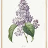 Lilac Flower Plakat (21x29.7 cm (A4))