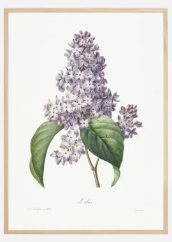 Lilac Flower Plakat (21x29.7 cm (A4))